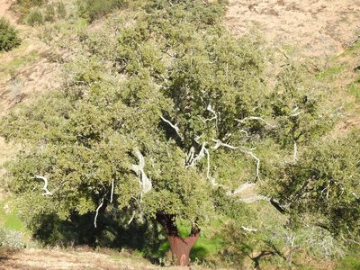 Quercus suber, photographed by Duarte Frade