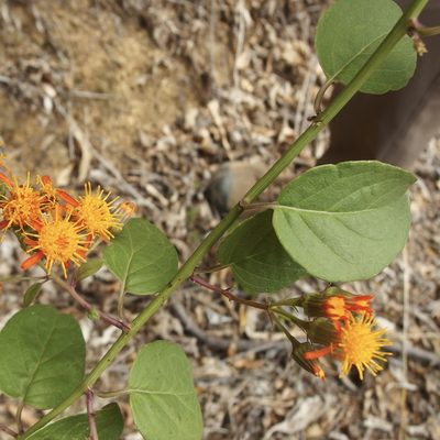 Pseudogynoxys scabra, photographed by Sue Carnahan