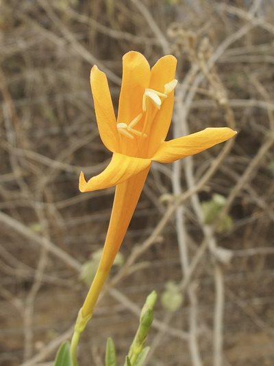 Bignonia longiflora, photographed by Sue Carnahan