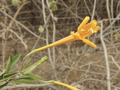 Bignonia longiflora, photographed by Sue Carnahan