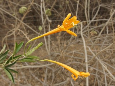 Bignonia longiflora, photographed by Sue Carnahan