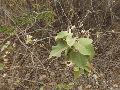 Ipomoea carnea, photographed by Sue Carnahan