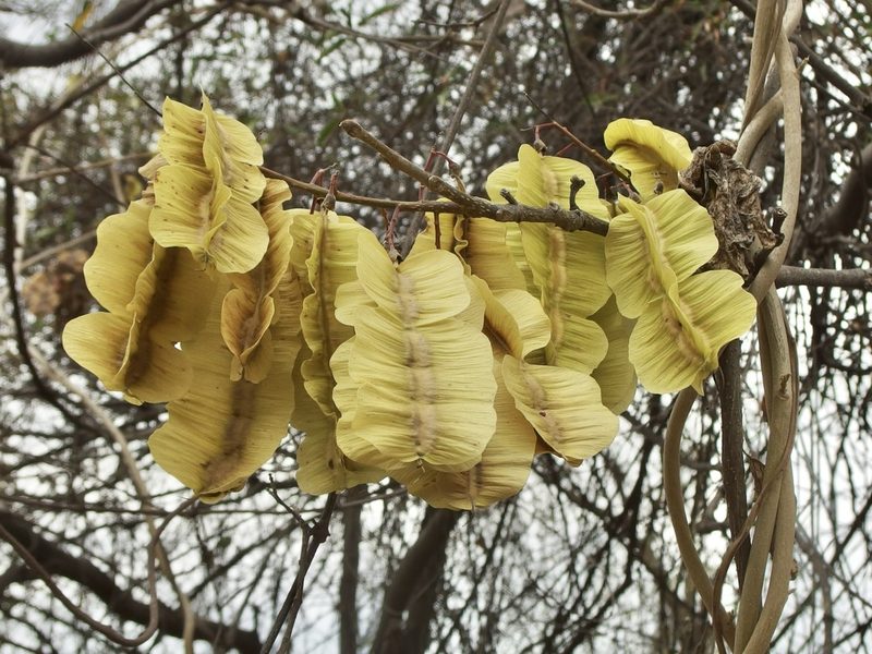 Piscidia carthagenensis, photographed by Sue Carnahan