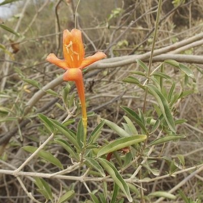 Bignonia longiflora, photographed by Sue Carnahan