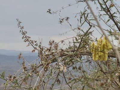 Piscidia carthagenensis, photographed by Sue Carnahan
