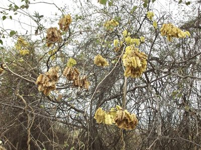 Piscidia carthagenensis, photographed by Sue Carnahan