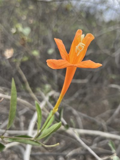 Bignonia longiflora, photographed by Sue Carnahan