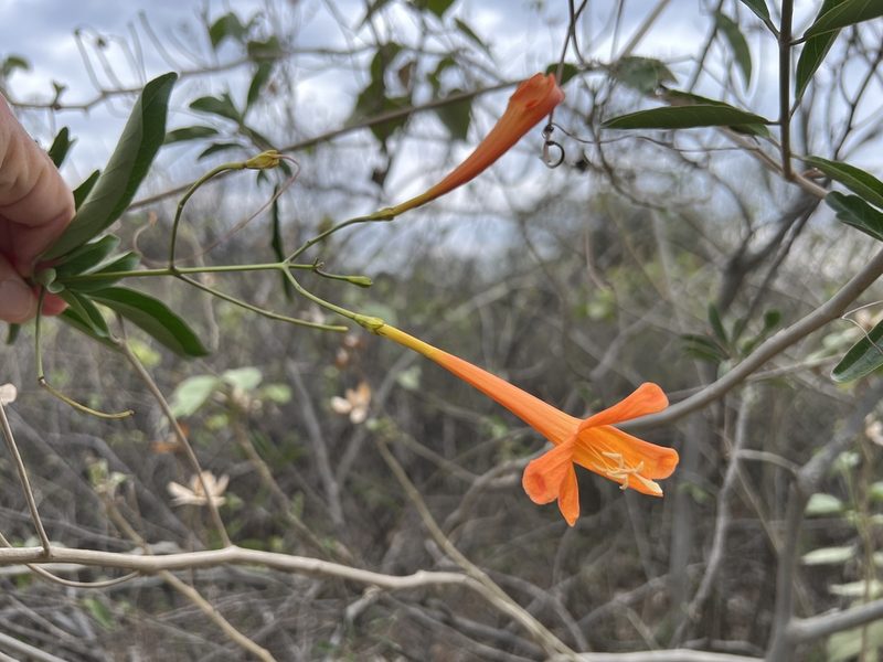 Bignonia longiflora, photographed by Sue Carnahan
