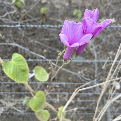 Ipomoea carnea, photographed by Sue Carnahan