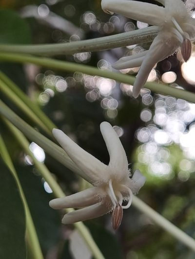 Posoqueria latifolia, photographed by Eduardo Chacón Madrigal