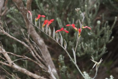 Gladiolus cunonius, photographed by Tony Rebelo
