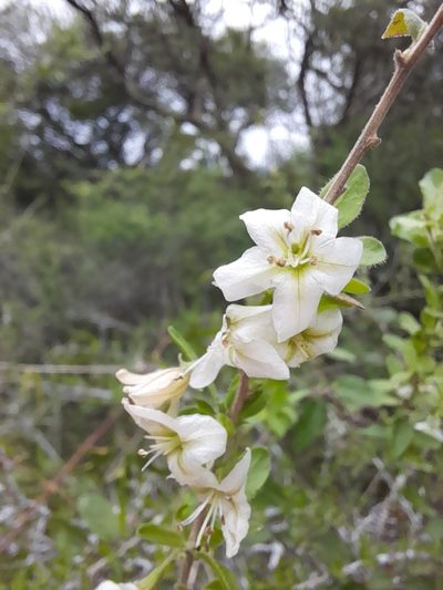 Lycium ciliatum, photographed by florsoteras