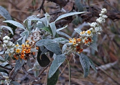 Buddleja tucumanensis, photographed by Hugo Hulsberg