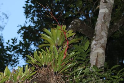Vriesea vagans, photographed by Carlos Henrique Russi
