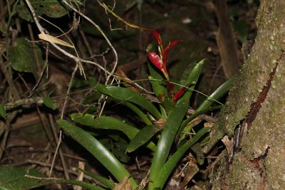 Vriesea vagans, photographed by Carlos Henrique Russi