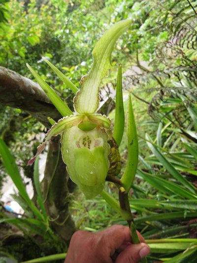 Phragmipedium boissierianum, photographed by Manuel Roncal