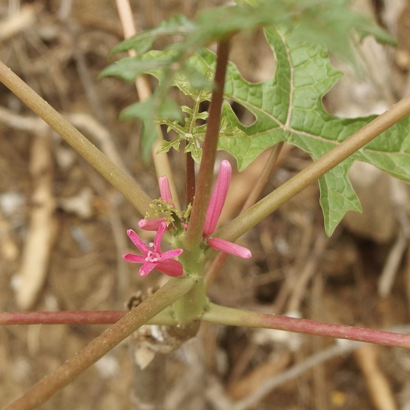 Vasconcellea parviflora, photographed by Sue Carnahan