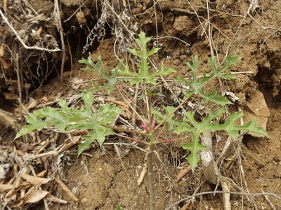 Vasconcellea parviflora, photographed by Sue Carnahan