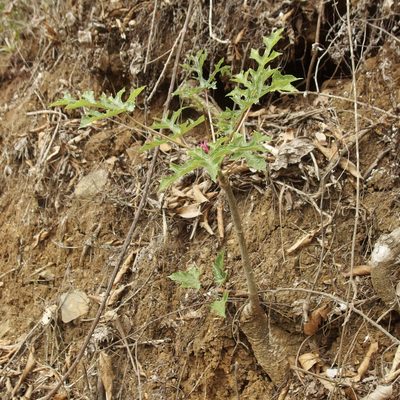 Vasconcellea parviflora, photographed by Sue Carnahan