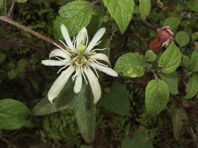 Passiflora cisnana, photographed by Sue Carnahan