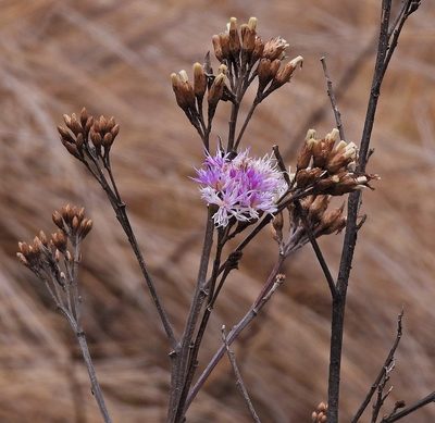 Vernonanthura squamulosa, photographed by Hugo Hulsberg