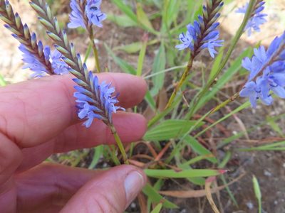Micranthus alopecuroides, photographed by linkie