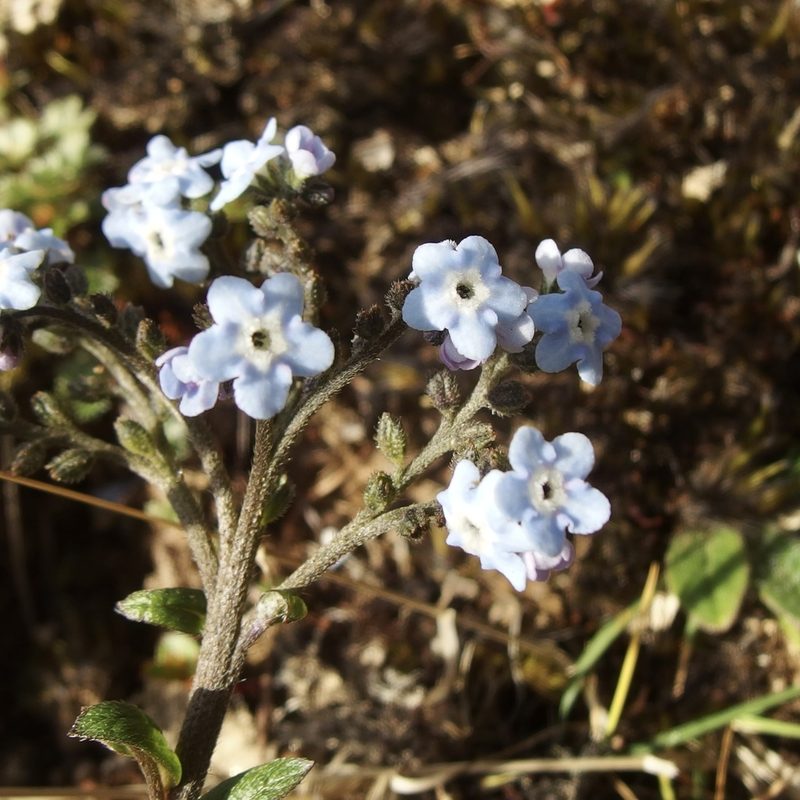 Moritzia lindenii, photographed by Sue Carnahan