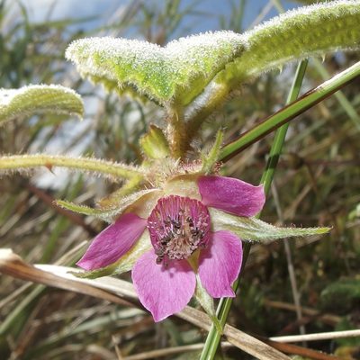 Rubus nubigenus, photographed by Sue Carnahan