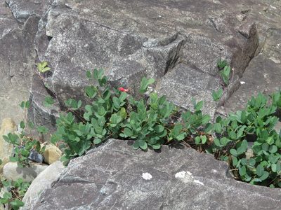 Camptosema rubicundum, photographed by Rafael Tosi