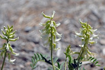 Astragalus praelongus, photographed by Tom Kennedy