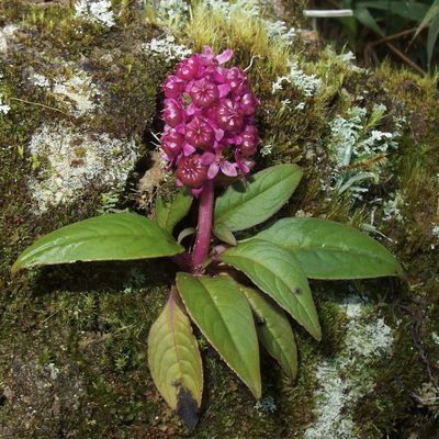 Phytolacca bogotensis, photographed by Sue Carnahan