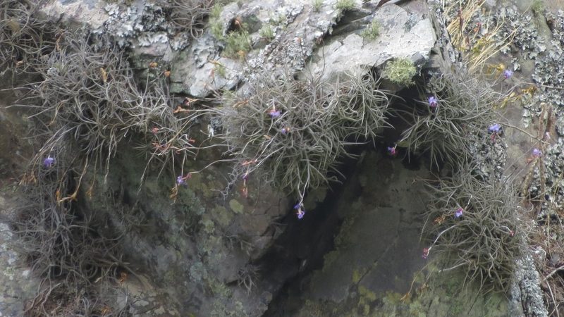 Tillandsia bandensis, photographed by Rafael Tosi