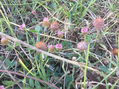 Trifolium fragiferum, photographed by Tony Rebelo