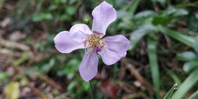 Alophia silvestris