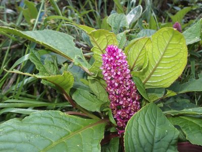 Phytolacca bogotensis, photographed by Sue Carnahan