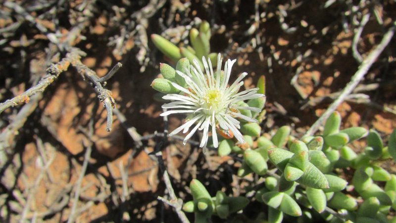 Octopoma tanquanum, photographed by James Deacon
