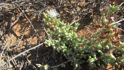 Octopoma tanquanum, photographed by James Deacon