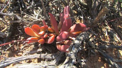 Crassula clavata, photographed by James Deacon