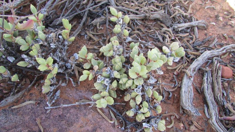 Braunsia geminata, photographed by James Deacon