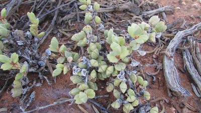 Braunsia geminata, photographed by James Deacon