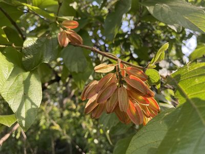 Combretum molle, photographed by Ronald Olivier