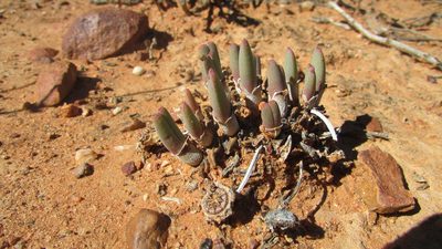 Cheiridopsis namaquensis, photographed by James Deacon