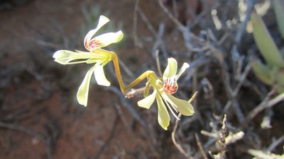 Pelargonium karooicum, photographed by James Deacon