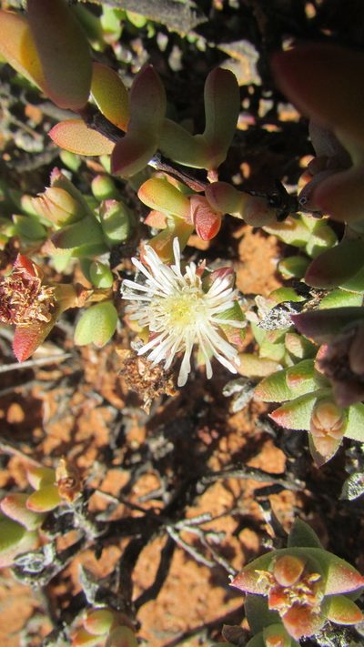 Octopoma tanquanum, photographed by James Deacon
