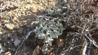 Crassula deltoidea, photographed by James Deacon