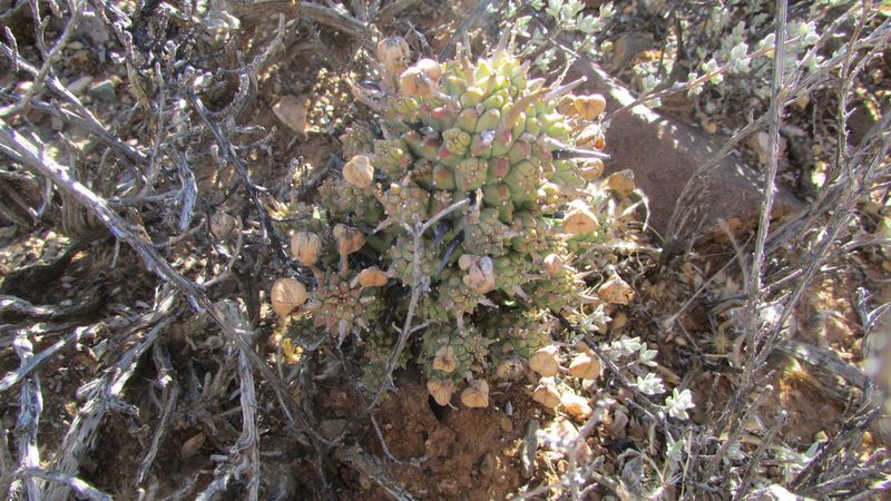 Euphorbia multiceps, photographed by James Deacon