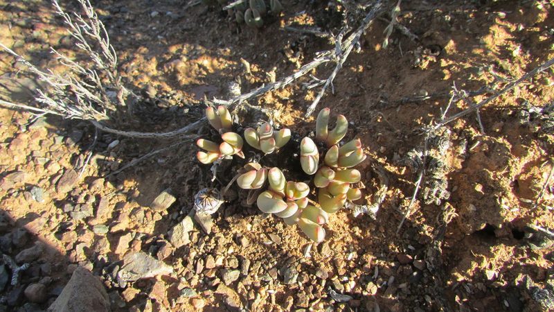 Cephalophyllum curtophyllum, photographed by James Deacon