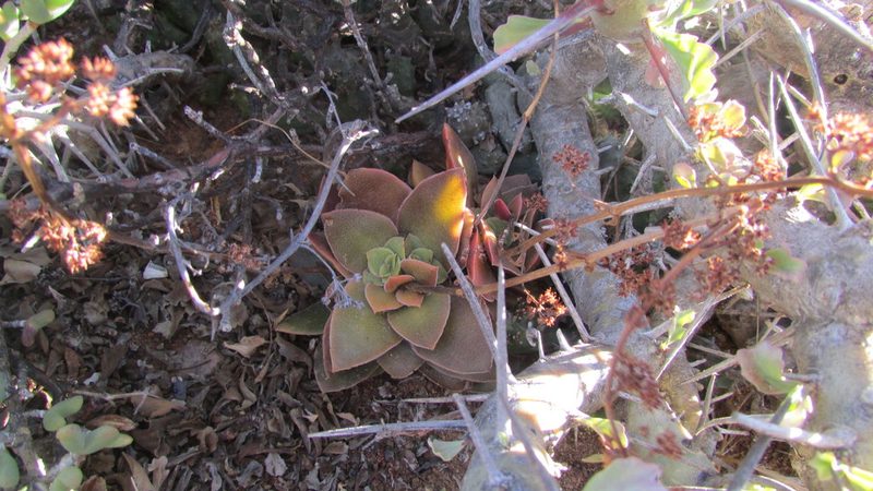Crassula hemisphaerica, photographed by James Deacon