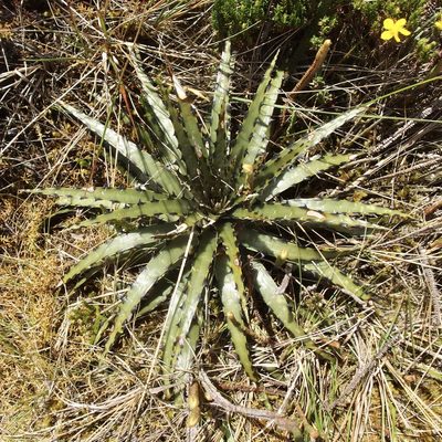 Puya cuevae, photographed by Sue Carnahan