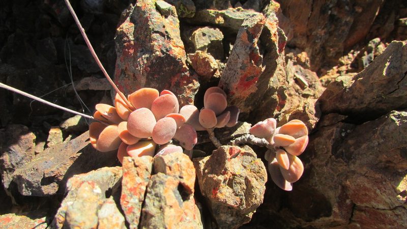 Adromischus liebenbergii, photographed by James Deacon